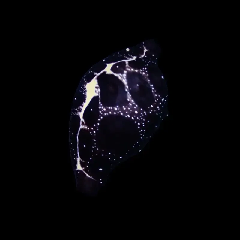Common egg cowrie – Ovula ovum
