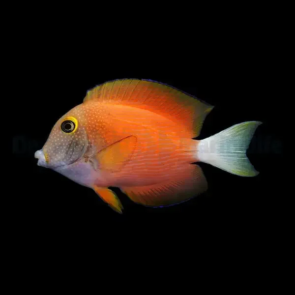 Ctenochaetus flavicauda – White Tail Bristletooth Tang