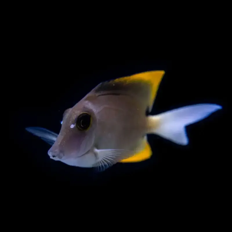Ctenochaetus Tominiensis – Tomini Tang
