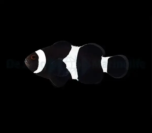Darwin Klovnefisk – Amphiprion ocellaris