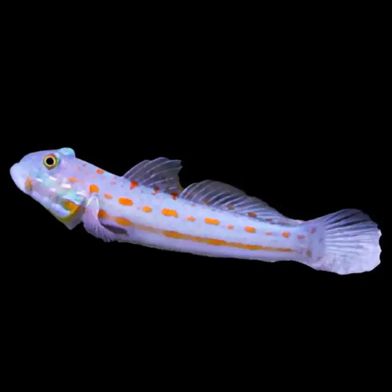 Diamond Goby – Valenciennea puellaris
