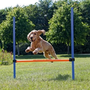 Dog Activity Agility Hurdle - Fully Adjustable Height