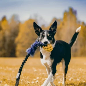 Doggie-Zen draleke fuskepels med Hol-ee Fotball Mini
