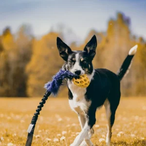 Doggie-Zen draleke fuskepels med Hol-ee Fotball S