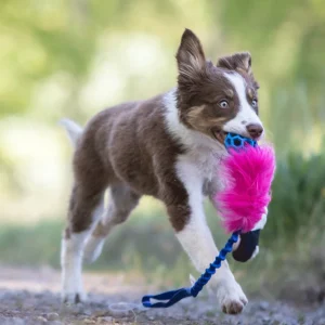 Doggie-Zen draleke fuskepels med Hol-ee Roller Mini