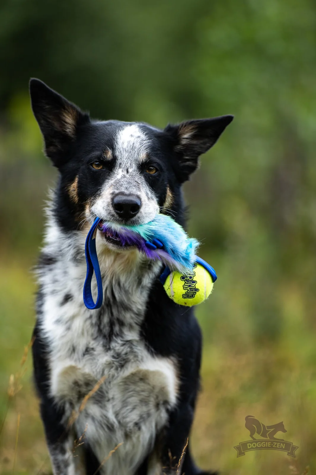 Doggie-Zen draleke fuskepels med Kong Air Squeezeball og lomme