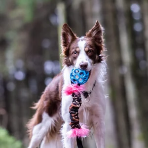 Doggie-Zen draleke Hol-ee prassel M