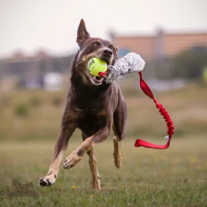 Doggie-Zen draleke kanin m/KONG Air pipeball lang snor