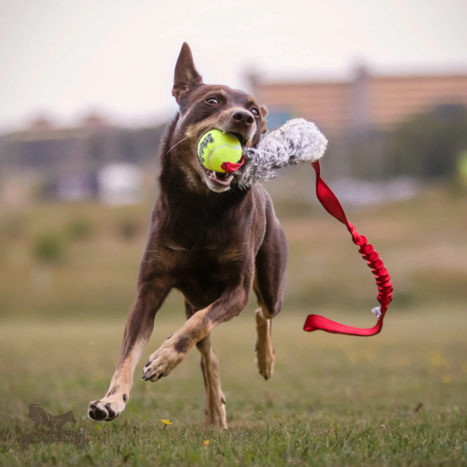 Doggie-Zen draleke kanin m/KONG Air pipeball lang snor