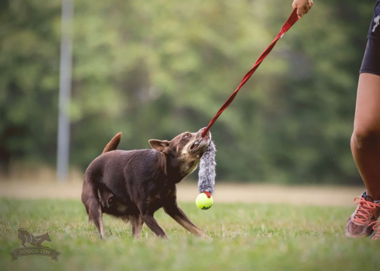 Doggie-Zen draleke kanin m/KONG Air pipeball lang snor - Image 2