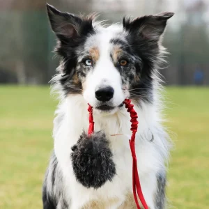 Doggie-Zen draleke kaninball m/strikk