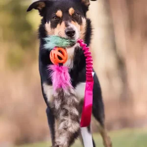Doggie – zen draleke med vaskebjørnhale