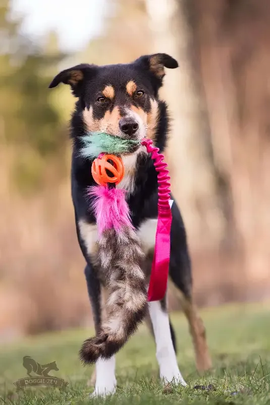 Doggie – zen draleke med vaskebjørnhale
