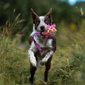 Doggie-Zen draleke Super Grip Hol-ee Football med fuskepels og pip