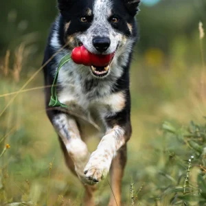 Doggie-Zen draleke Super Grip KONG Classic M