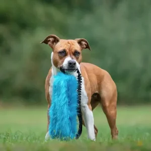 Doggie-zen flaskeleke
