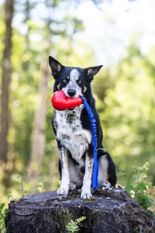 Doggie – Zen Kampleke bouncer kort håndtak