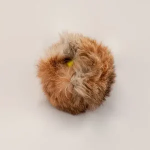Doggie – Zen Kaninball