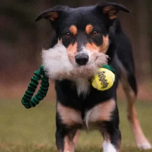 Doggie-zen Lommejager med Kong Air Pipeball