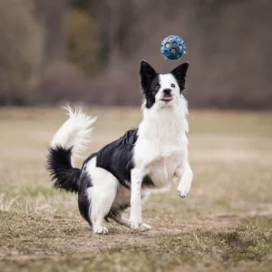Doggie-Zen revepelspip til Hol-ee baller Mini