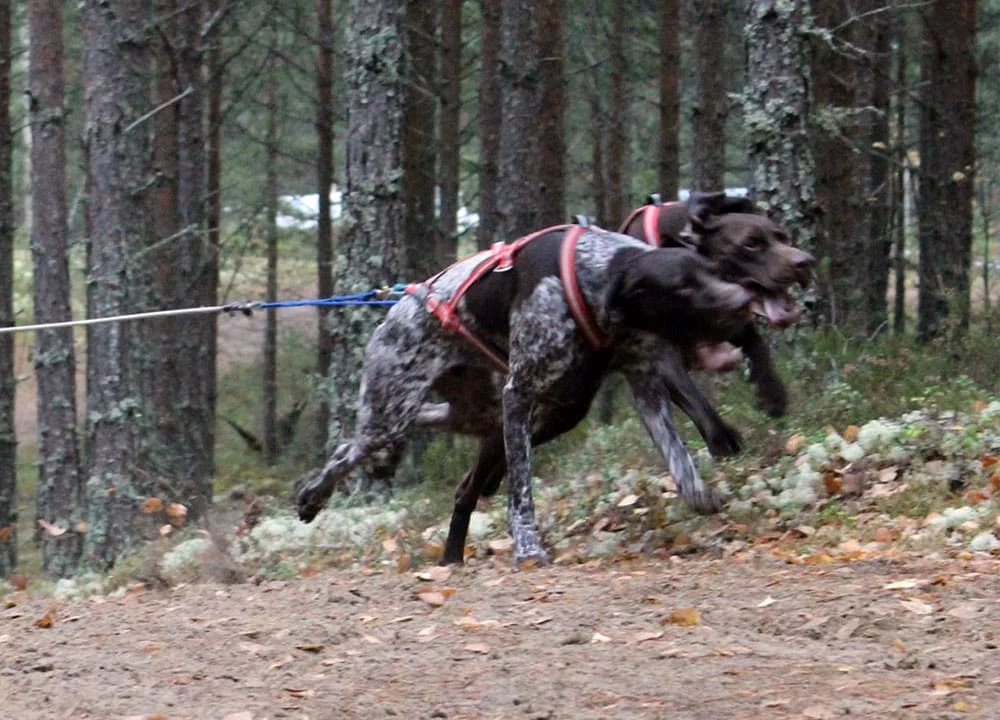 Dragråttan Combi-sele hound - Image 2
