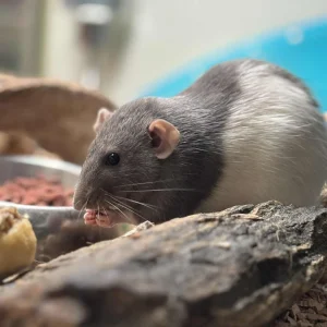 DUMBOROTTE «Embla» Rattus norvegicus