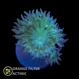 Duncanopsammia – Frag
