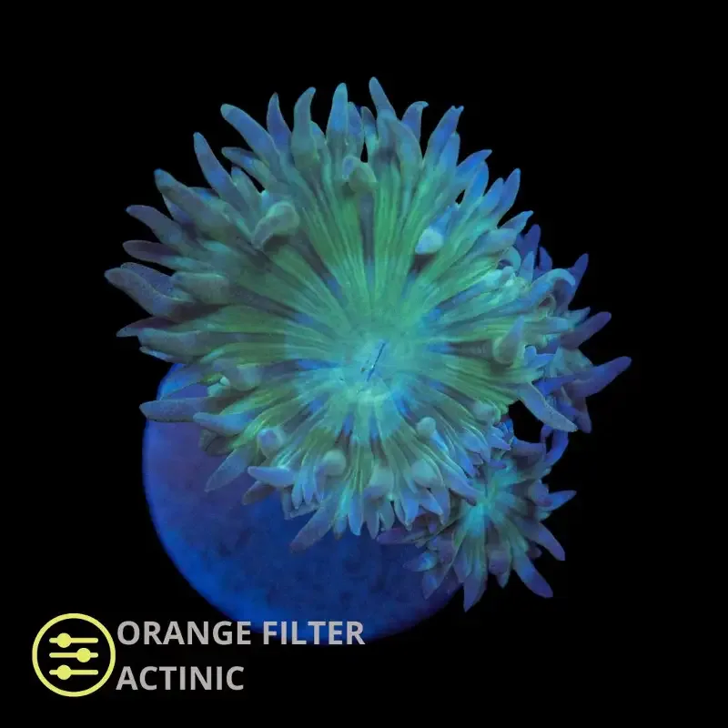 Duncanopsammia – Frag