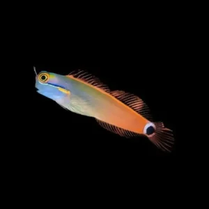 Ecsenius stigmatura – Tailspot Blenny