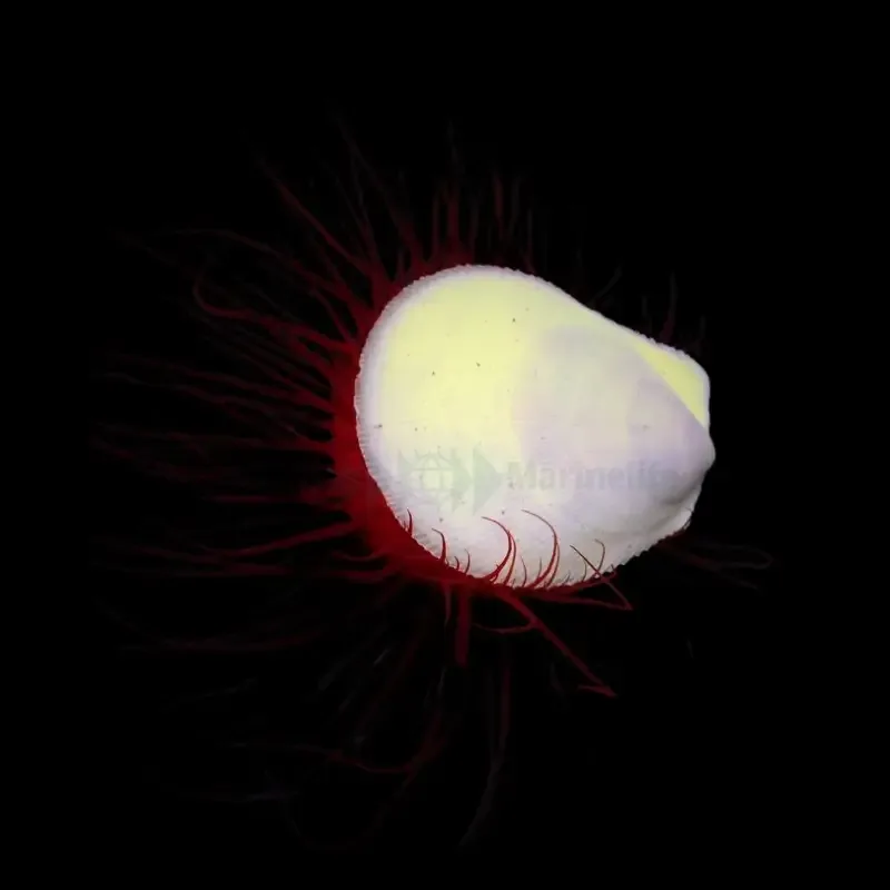 Electric Flame Scallop – Ctenoides ales