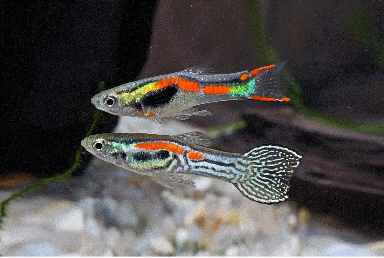ENDLERS (Guppy), Poecilia wingei