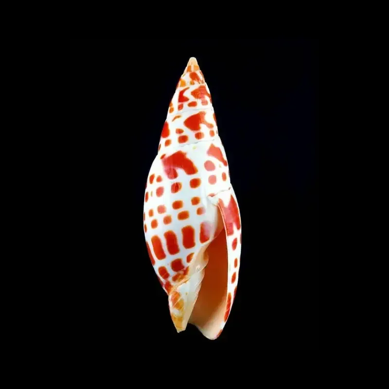 Episcopal Miter – Mitra mitra