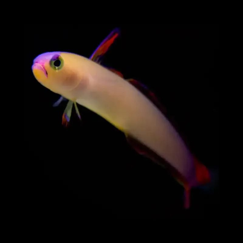Exquisite Firefish – Nemateleotris exquisita