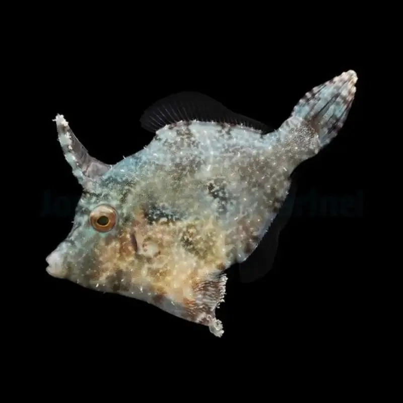Filefish – Acreichthys Tomentosus