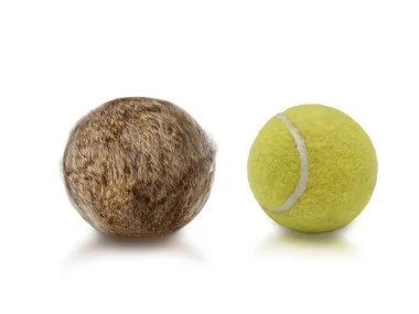 Firedog Kanin Tennisball