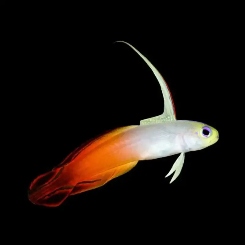 Firefish Goby – Nemateleotris magnifica