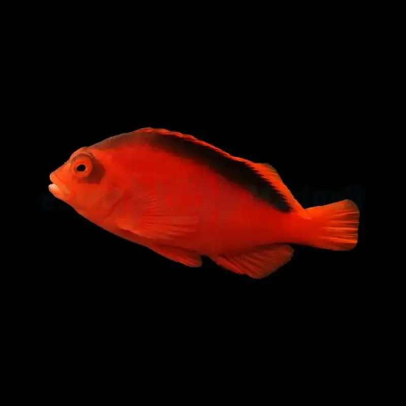 Flame Hawk – Neocirrhites Armatus