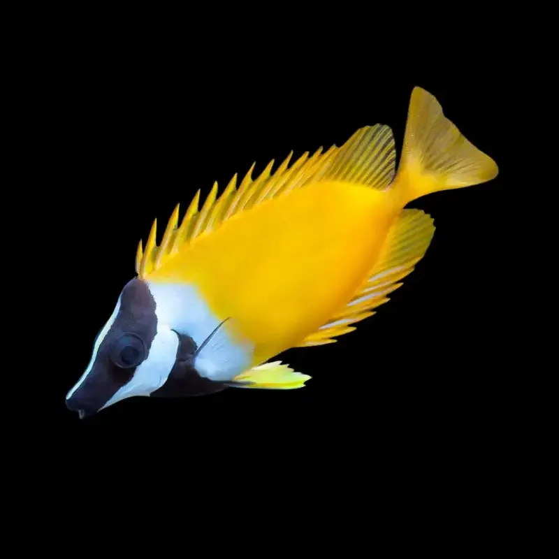 Foxface – Siganus vulpinus