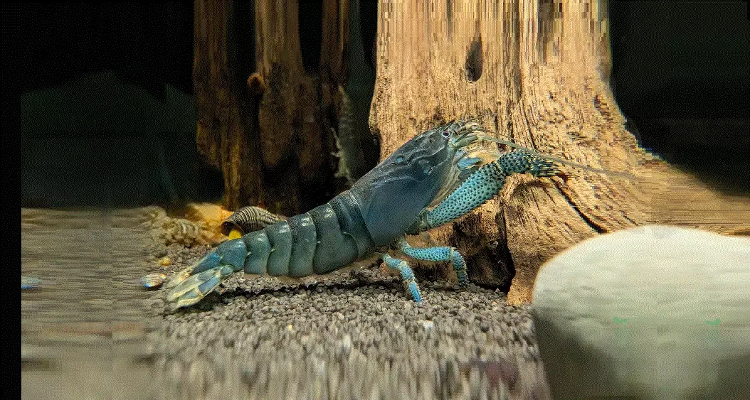 GABON REKE Ataya gabonensis