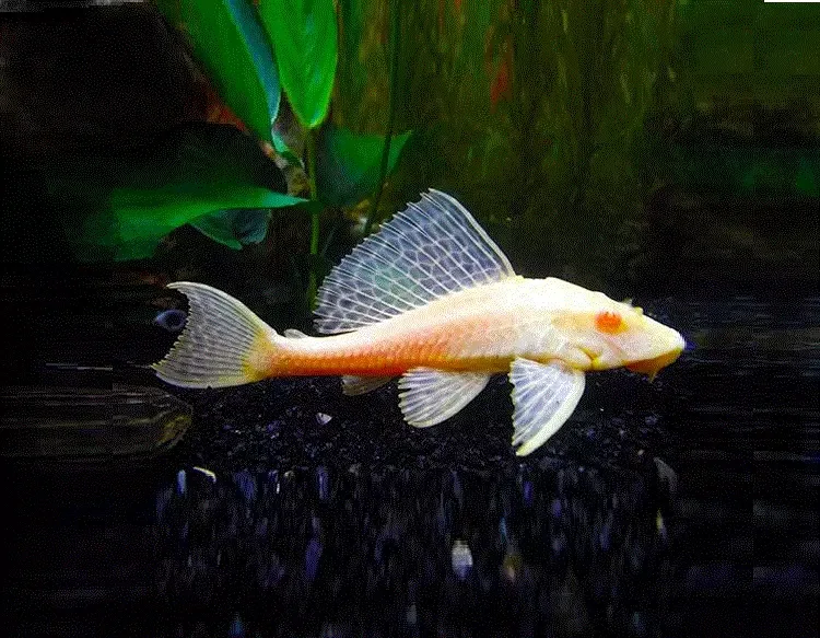 GIBBICEPS Albino, M, L165, Glyptoperichthys gibbiceps