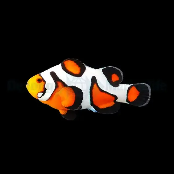 Gladiator Klovnefisk – Amphiprion ocellaris