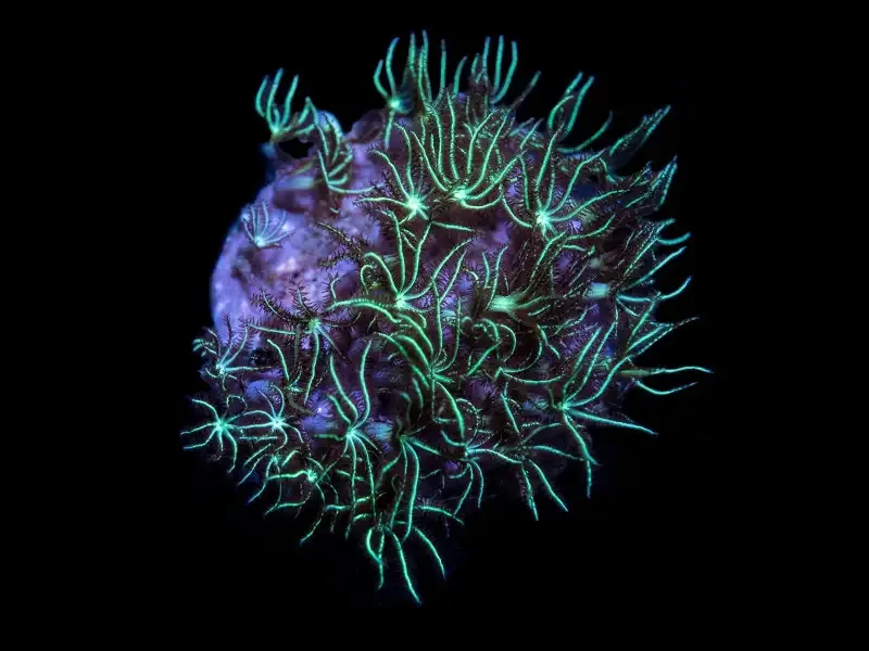 Green Star Polyp – Frag