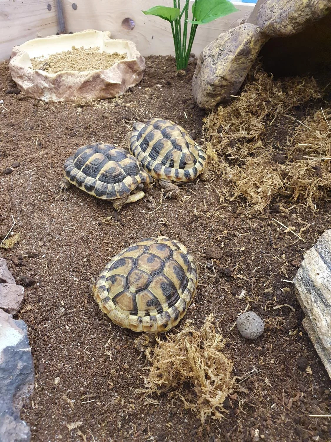 GRESK LANDSKILPADDE Testudo Hermanni - Image 2