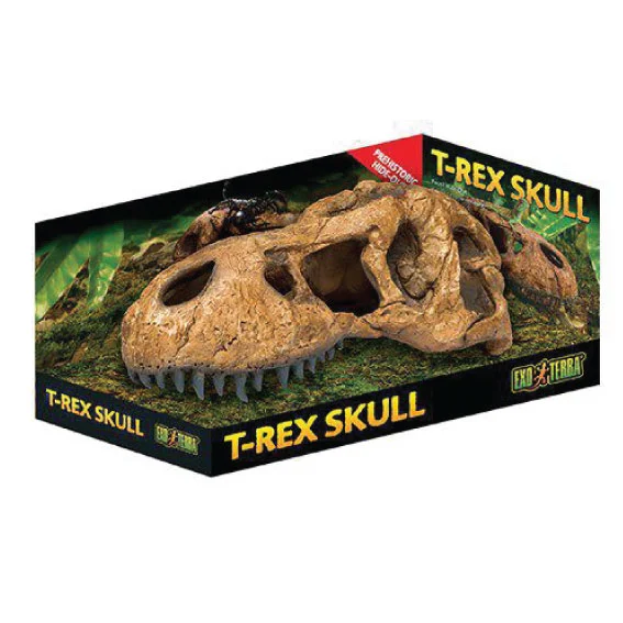 Grotte T Rex Kranium
