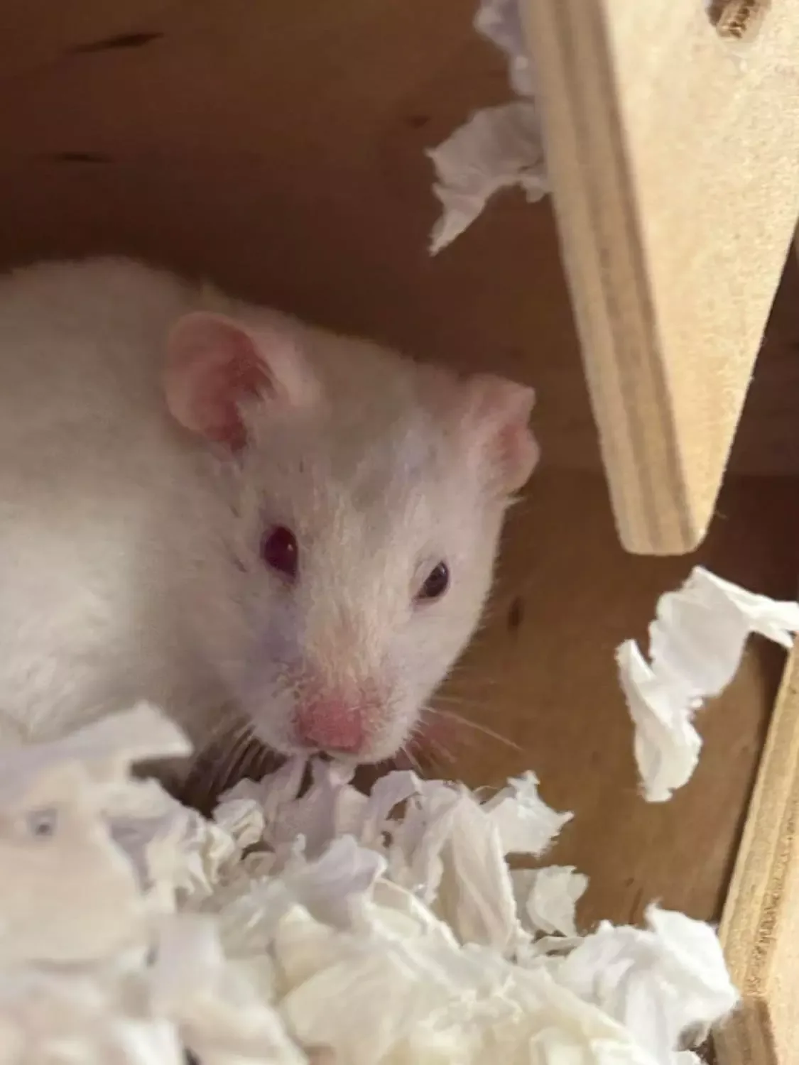 GULLHAMSTER «Sofie» Mesocricetus auratus