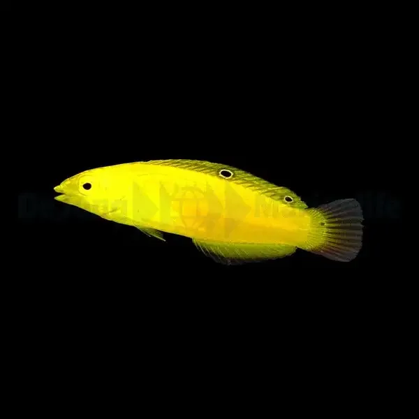 Halichoeres chrysus – Yellow Wrasse
