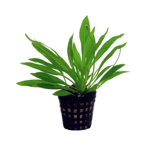 HELANTHIUM Bolivianum