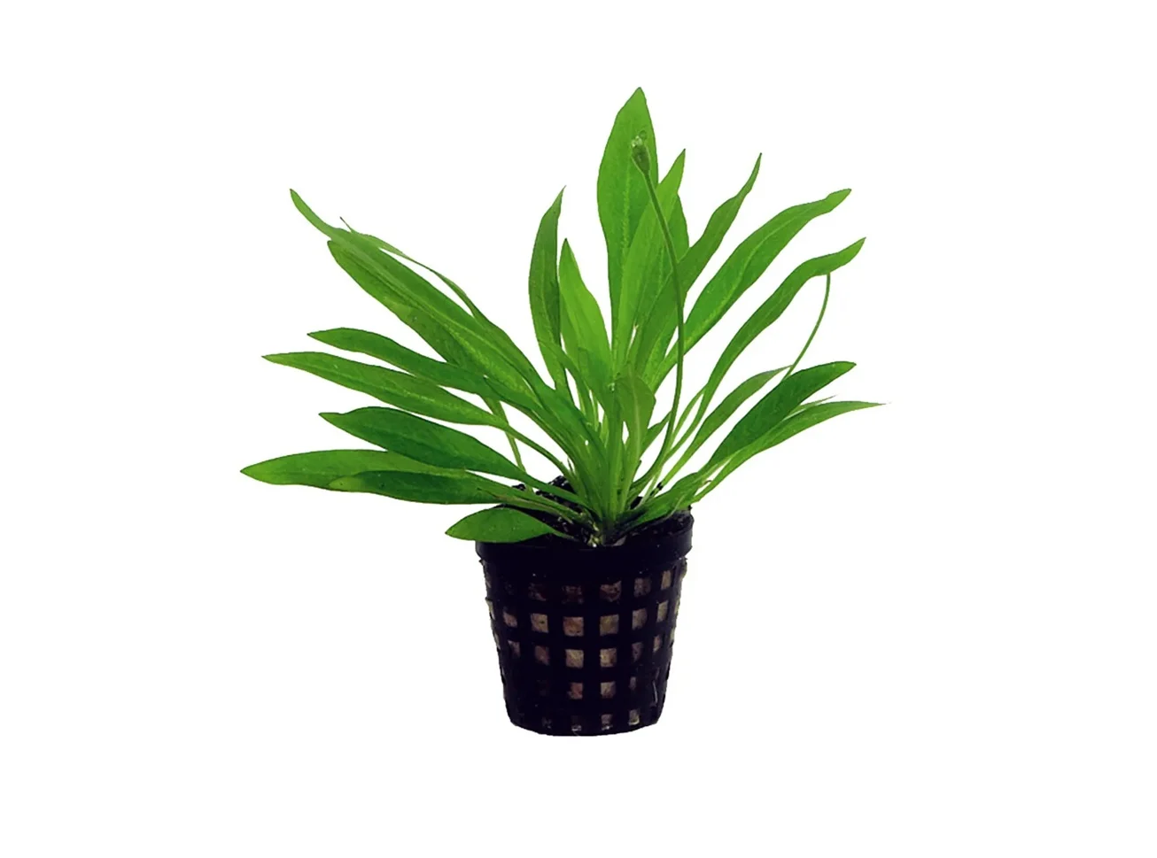 HELANTHIUM Bolivianum