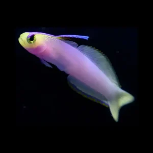 Helfrichi Firefish – Nemateleotris Helfrichi