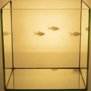 Helglassakvarium kube